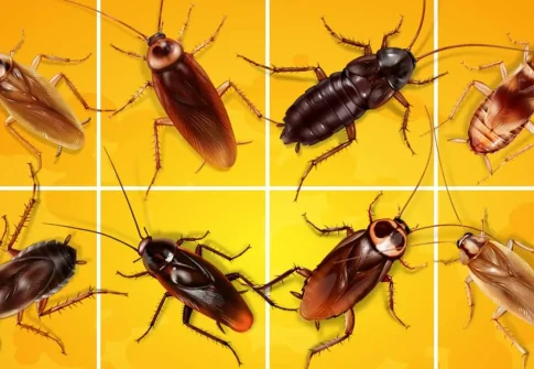 Cockroach Control (Al Zehewi) in the UAE