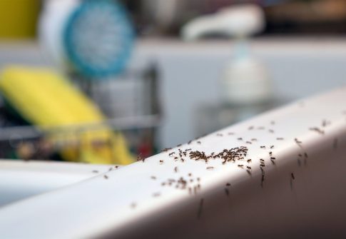 Black Ant and Sugar Ant Control: The Silent Kitchen Invaders