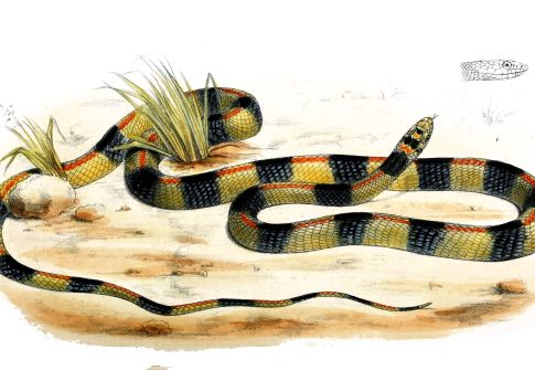 Snake Control (Al Haneesh / Snakes): Vipers in the UAE by the German Company