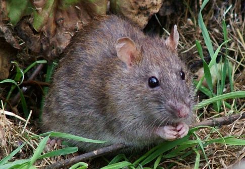 Rat Control (Norwegian and Climbing Rats): The Greatest Challenge for Facilities
