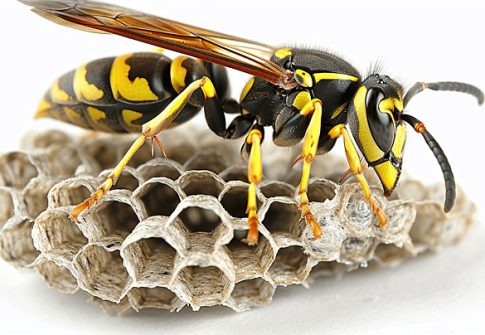 Wasp Control (Al Dubbi): The Fierce Hunter and Relentless Defender
