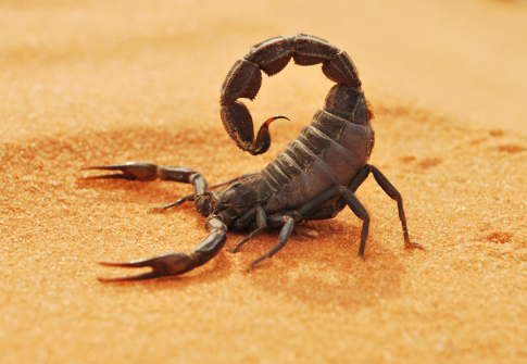 Scorpion Control in the UAE: A Danger Lurking in the Dark